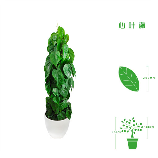 绿植租摆  租花(huā) 办公室绿植 办公室绿植租赁 办公室绿植出租