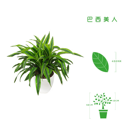 绿植租摆  租花(huā) 办公室绿植 办公室绿植租赁 办公室绿植出租