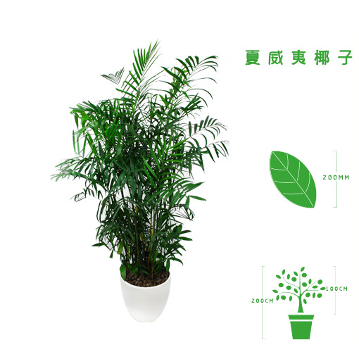 绿植租摆  租花(huā) 办公室绿植 办公室绿植租赁 办公室绿植出租