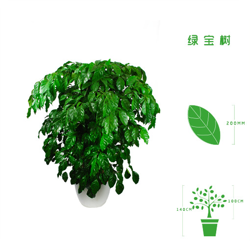 绿植租摆  租花(huā) 办公室绿植 办公室绿植租赁 办公室绿植出租