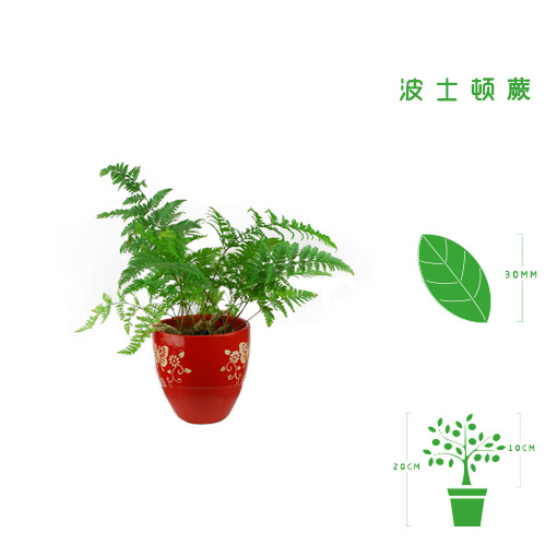 绿植租摆  租花(huā) 办公室绿植 办公室绿植租赁 办公室绿植出租