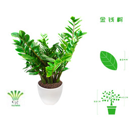 绿植租摆  租花(huā) 办公室绿植 办公室绿植租赁 办公室绿植出租