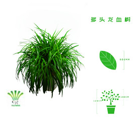 绿植租摆  租花(huā) 办公室绿植 办公室绿植租赁 办公室绿植出租