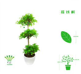 绿植租摆  租花(huā) 办公室绿植 办公室绿植租赁 办公室绿植出租