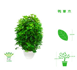 绿植租摆  租花(huā) 办公室绿植 办公室绿植租赁 办公室绿植出租