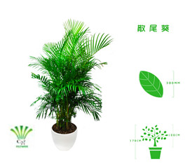 绿植租摆  租花(huā) 办公室绿植 办公室绿植租赁 办公室绿植出租