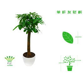 绿植租摆  租花(huā) 办公室绿植 办公室绿植租赁 办公室绿植出租