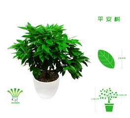 绿植租摆  租花(huā) 办公室绿植 办公室绿植租赁 办公室绿植出租