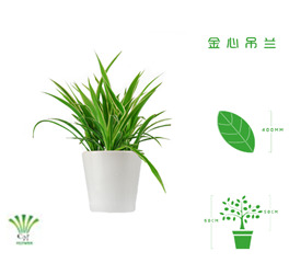 绿植租摆  租花(huā) 办公室绿植 办公室绿植租赁 办公室绿植出租