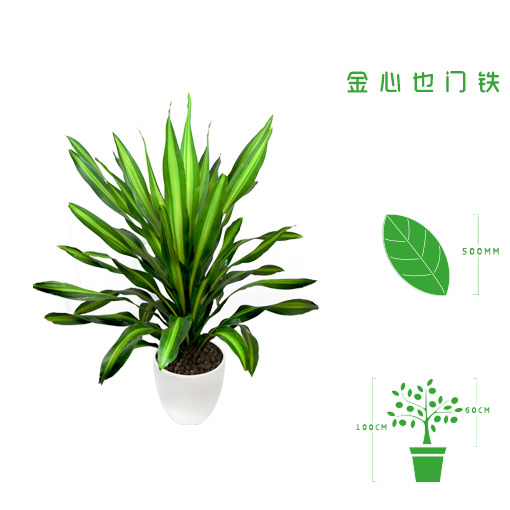 绿植租摆  租花(huā) 办公室绿植 办公室绿植租赁 办公室绿植出租