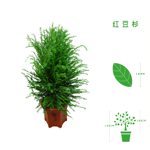 绿植租摆  租花(huā) 办公室绿植 办公室绿植租赁 办公室绿植出租