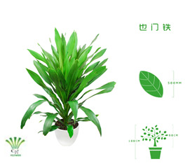 绿植租摆  租花(huā) 办公室绿植 办公室绿植租赁 办公室绿植出租