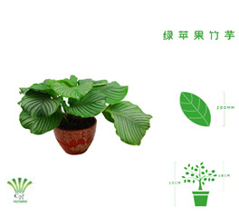 绿植租摆  租花(huā) 办公室绿植 办公室绿植租赁 办公室绿植出租