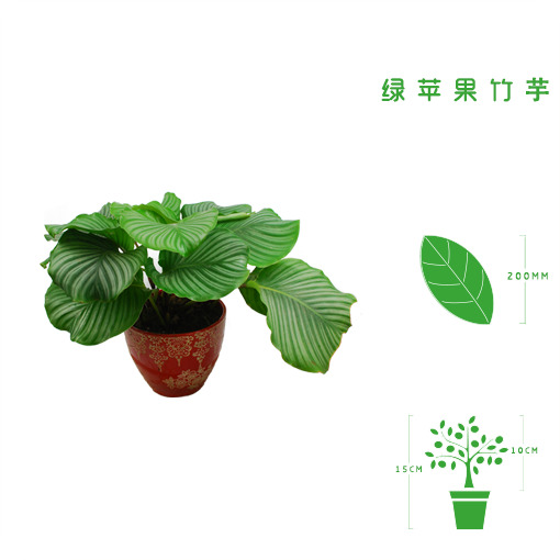 绿植租摆  租花(huā) 办公室绿植 办公室绿植租赁 办公室绿植出租